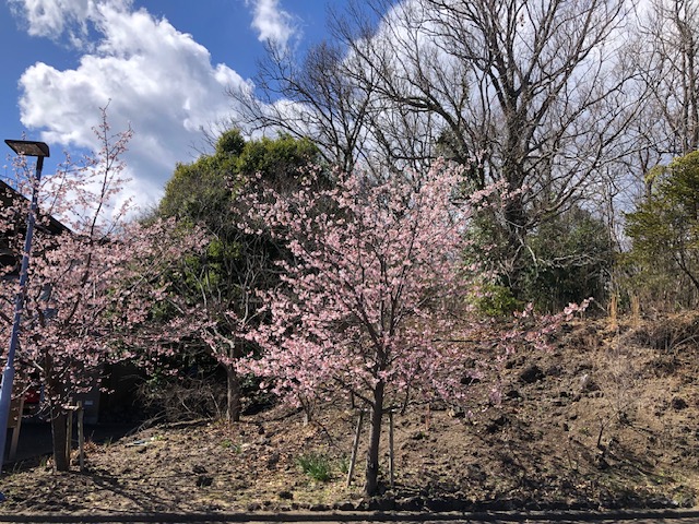 そろそろ河津の桜も？